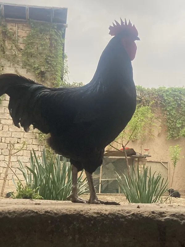 Astralop jòjalri va tuxumlariga buyurtma olaman — фото 2