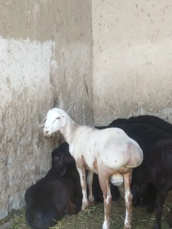 Quchqor uruğlika sotiladi srochna yeb ichishi zur aybi yoʻq 3