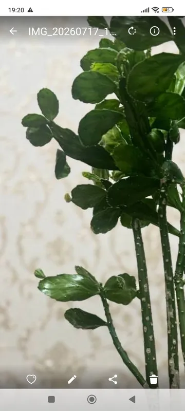 Продаётся домашний кактус (Schlumbergera) 3 Продаётся домашний кактус (Schlumbergera) 3