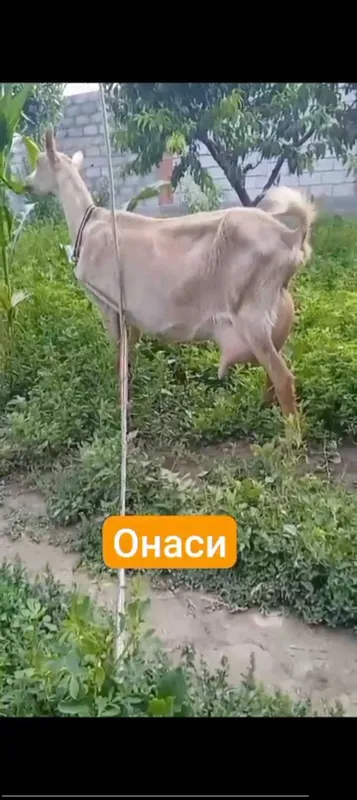 Зотдор эски сер сут линия онаси 5-6 литрли 4 Зотдор эски сер сут линия онаси 5-6 литрли 4