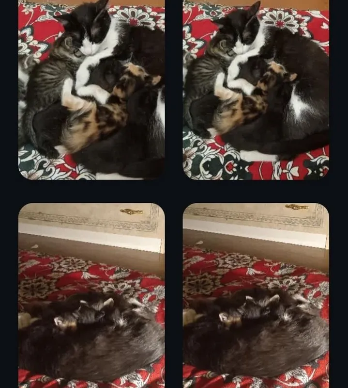 Mushuk bolasi va onasi