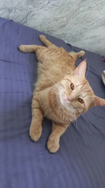 отдам в хорошие руки кот очень хороший 2