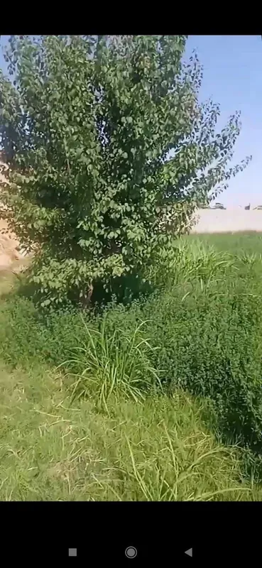 Учаска сотилади 12 сутик — фото 4