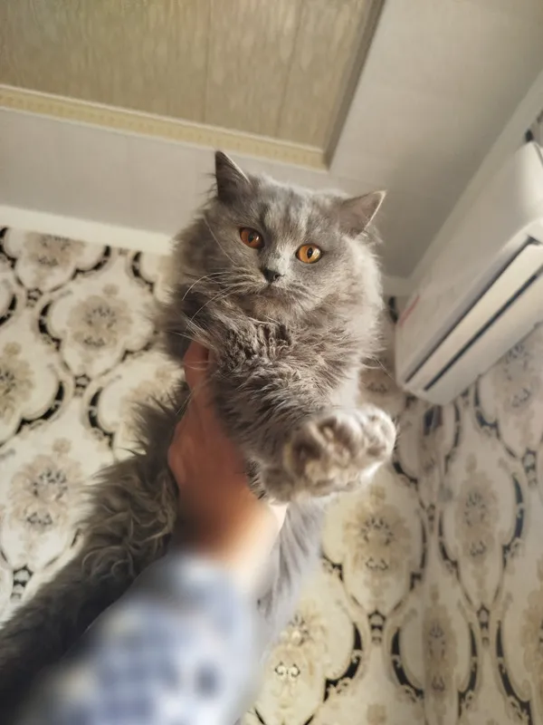 Скоттиш-страйт хайленд, котёнок-мальчик продаётся 2 Скоттиш-страйт хайленд, котёнок-мальчик продаётся 2