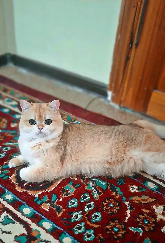 кот на вязку чистокровная британская шиншилла