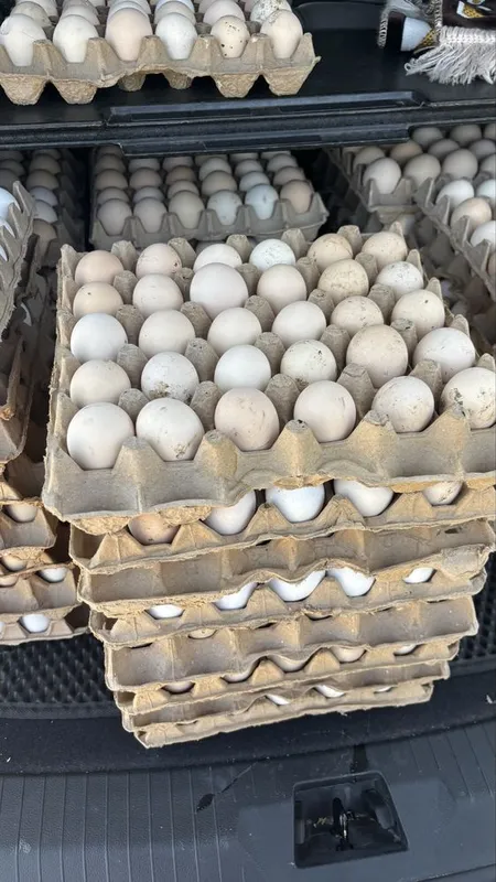 Продаю яйца домашние 2 Продаю яйца домашние 2