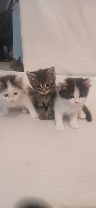 Котята домашнии. 1 Котята домашнии. 1
