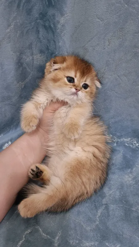 Продаётся чистокровный шотландский котёнок золотая шиншилла