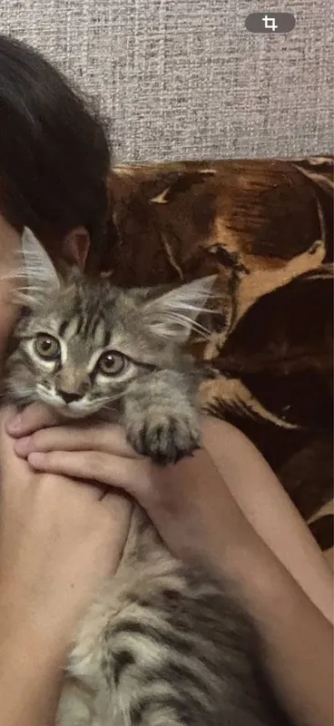 Котенок девочка В хорошие руки 3 месяца 1 Котенок девочка В хорошие руки 3 месяца 1