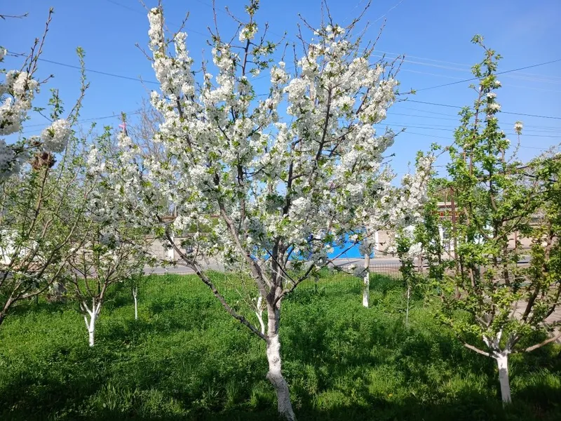 Опытний садовник виноградар