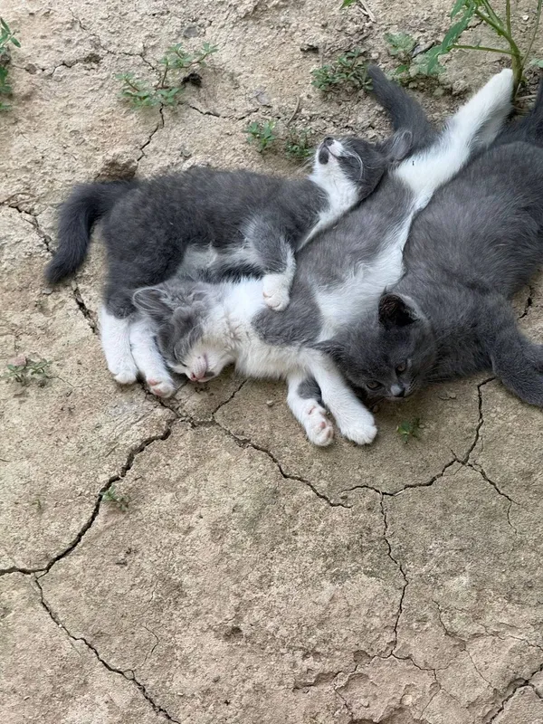 Отдам в хорошие руки