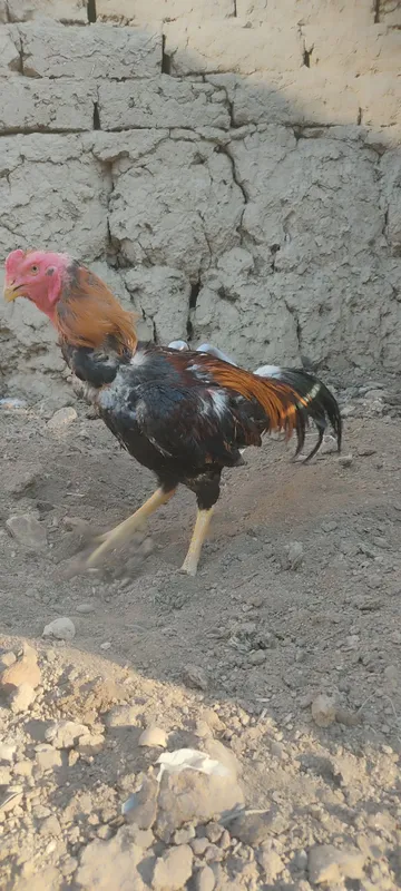 Dakan xoʻrozla sotiladi 8