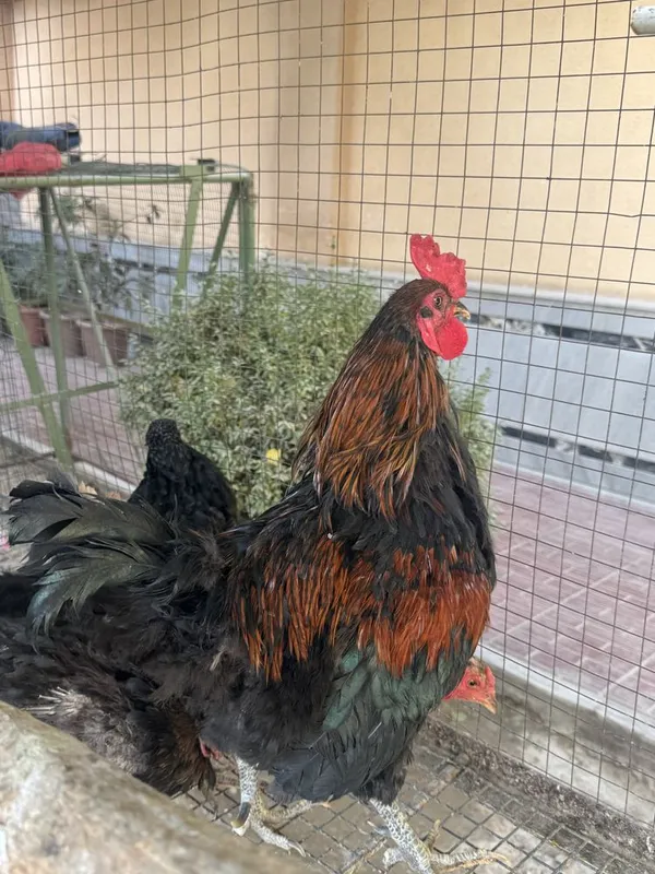 Tovuq ini xoroz va tovuqlar sotiladi — фото 3
