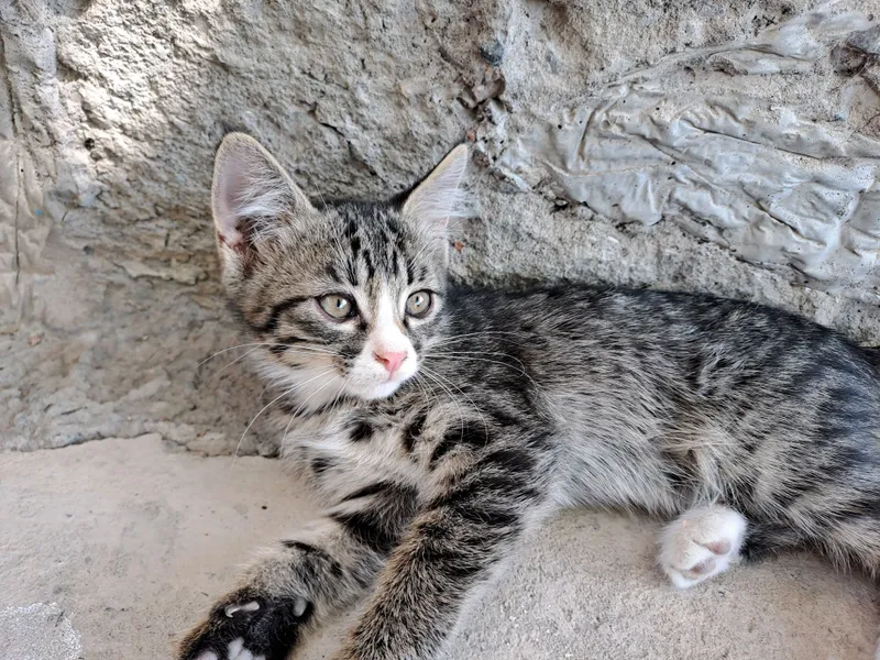 Котята 4 месяца в ответственные руки — фото 1