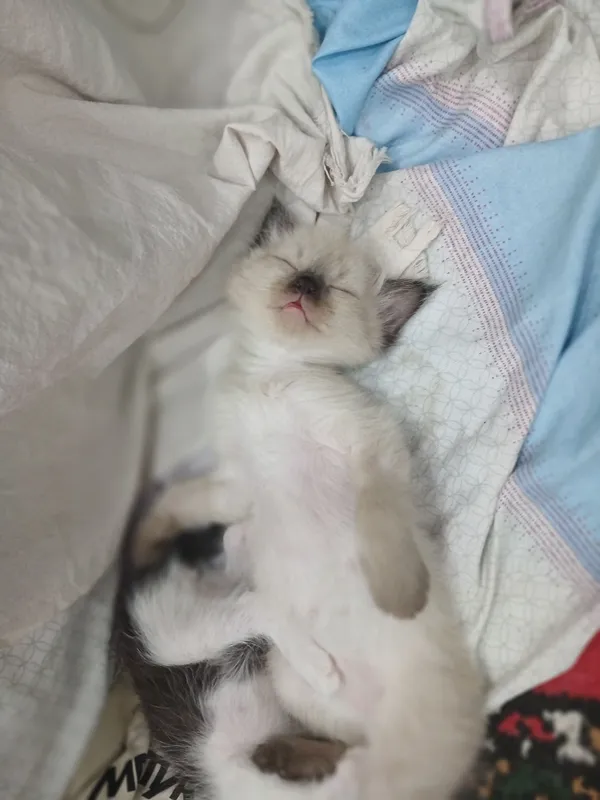 Продается котёнок Сиамской породы
