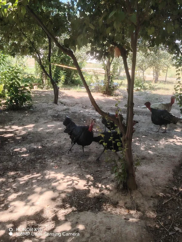 Erkak indyuklar sotiladi 5