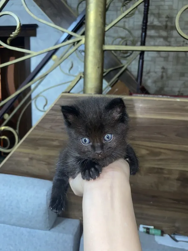 Продаются котята! По самым низким ценам! — фото 3 Продаются котята! По самым низким ценам! — фото 3