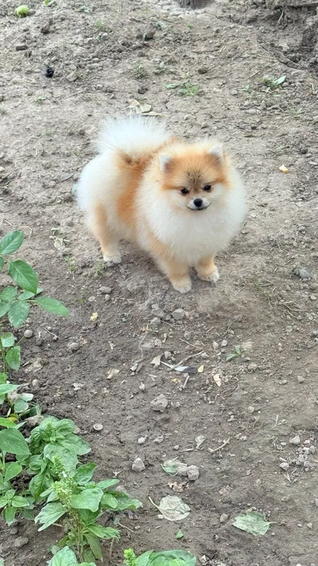 Померанский шпиц — фото 2