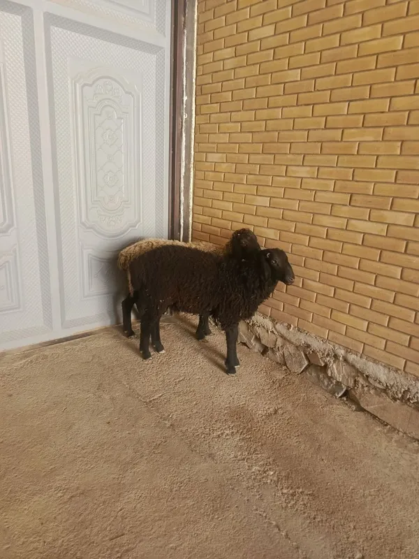 Она бола ку́й сотилади — фото 3