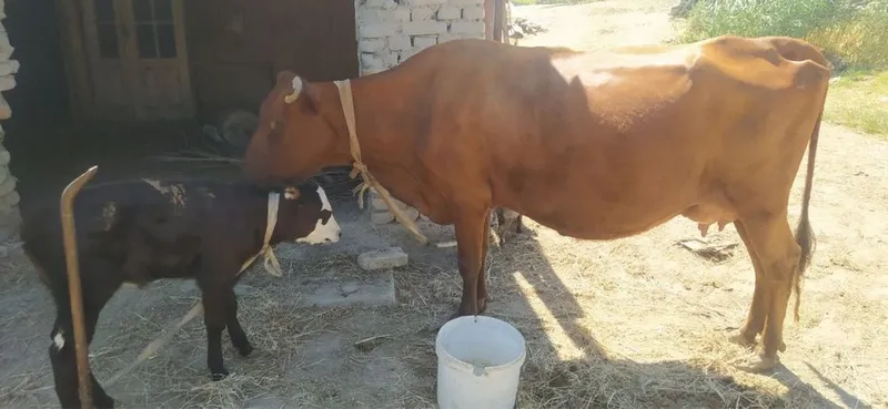 Mol sotiladiiiii 2 Mol sotiladiiiii 2