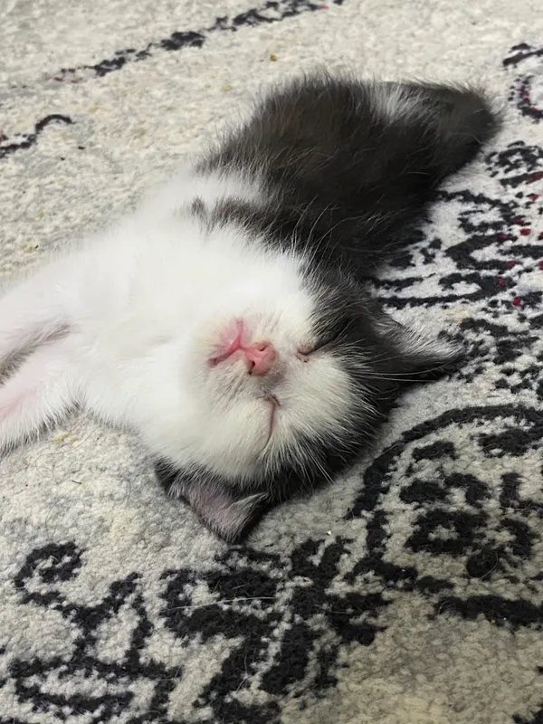 Кошечка, девочка — фото 2