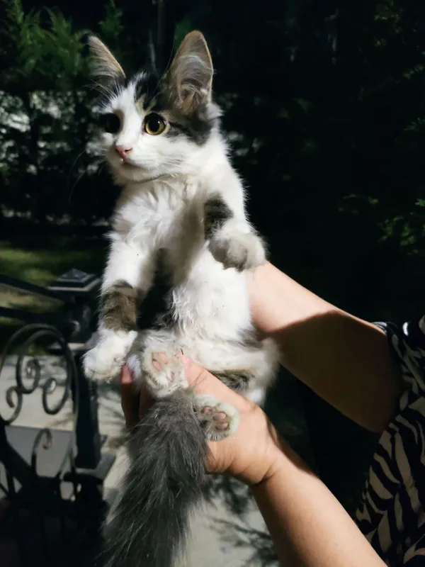 Кошечка ищет семью 1 Кошечка ищет семью 1