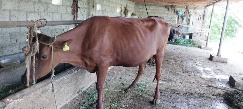 Buqa va gʻunojin sotiladi 25mlndan 8.5 oylik bugʻoz jondor tumanida 93 4