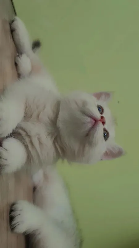 Котята продаются 3 Котята продаются 3
