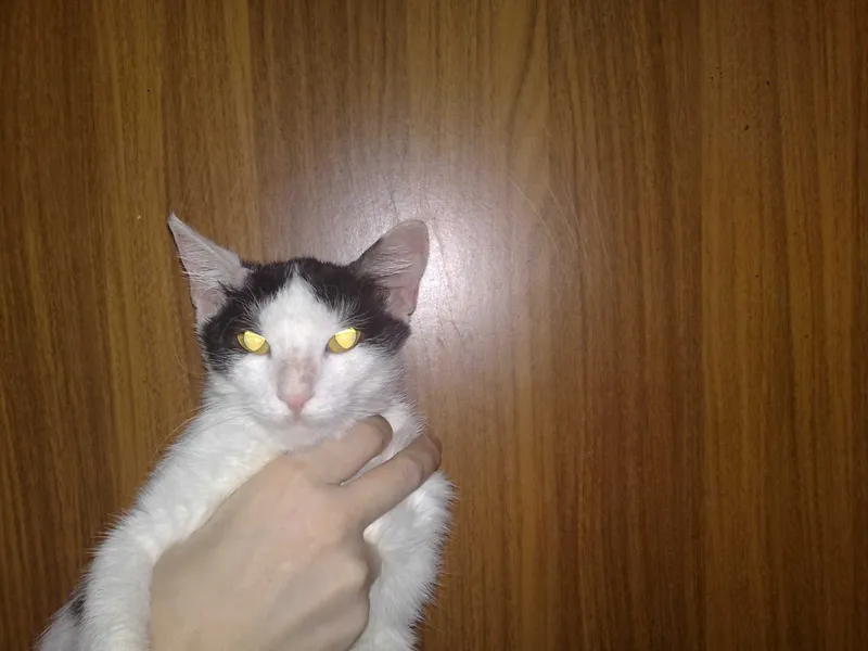Пристраивается красивая кошечка лиза, 1 годик. 3