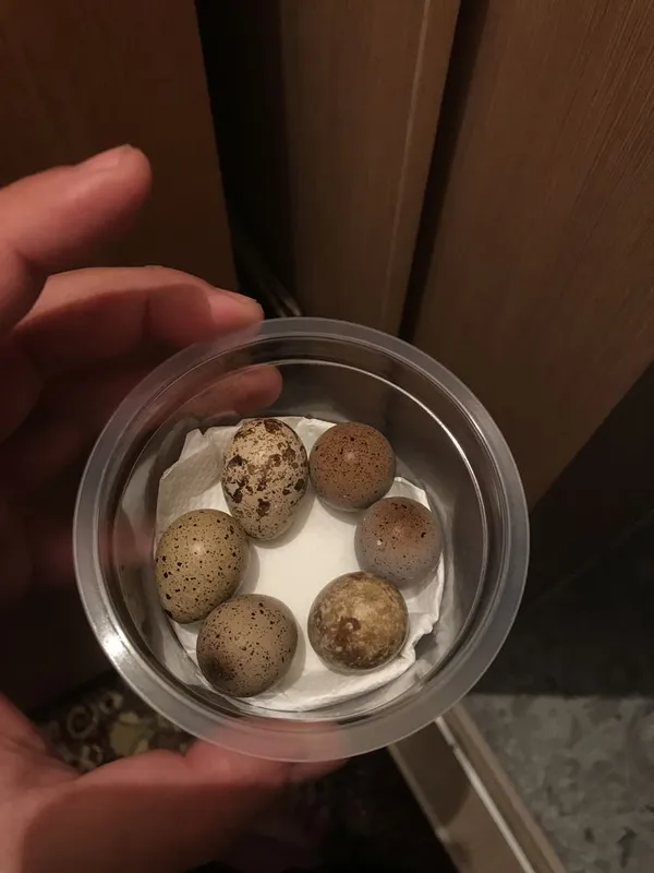 ITALIYA bedana tuxumlari sotiladi