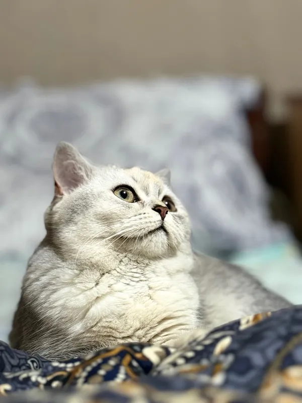 Mushuk sotiladi sog’lom zoti British chinchilla qiz bola 7 oylik — фото 7