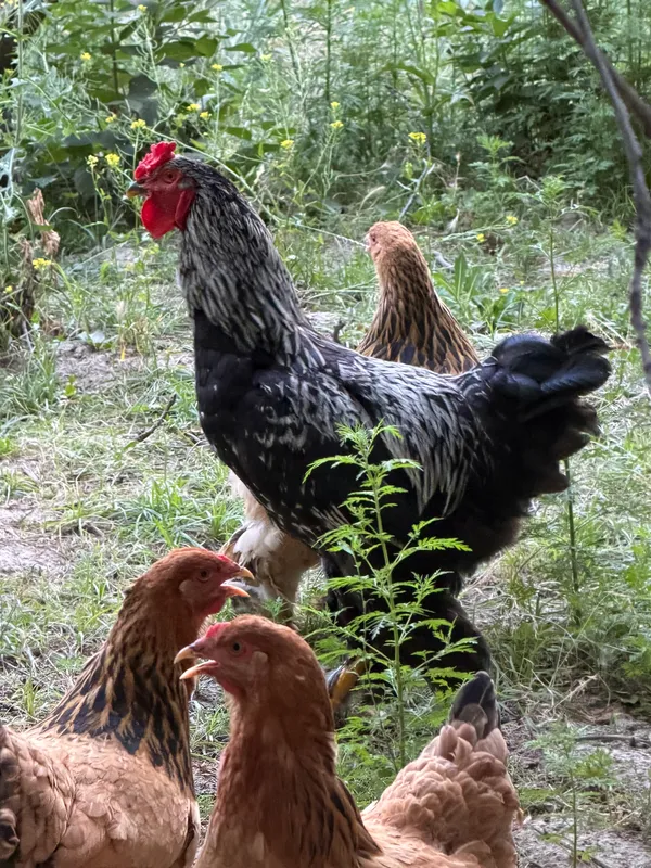 Brama tovuqlari va xo’roz курица — фото 3