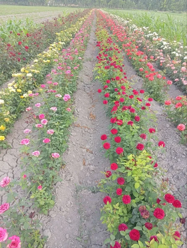 Атиргул кучатлари