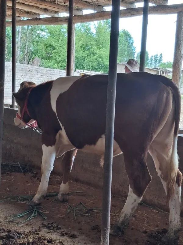 Buqa Simmental . 6