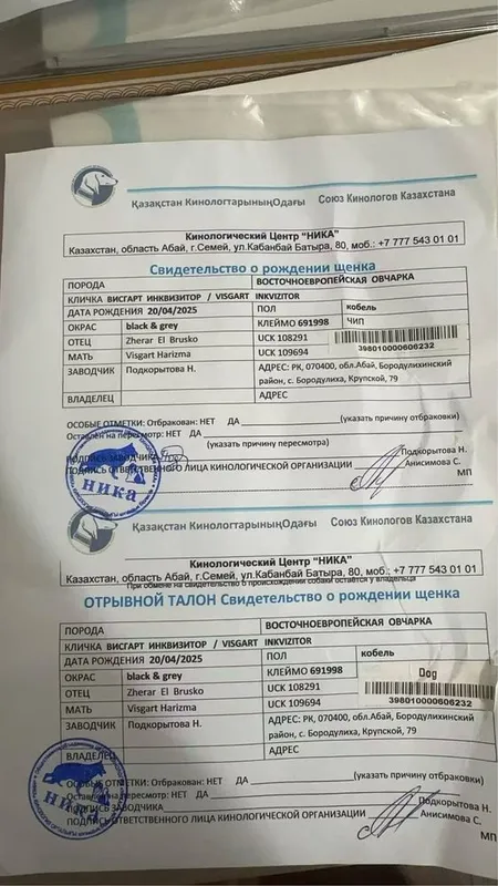 Продается восточный овчарка привазной кобель апрель год был 3 Продается восточный овчарка привазной кобель апрель год был 3