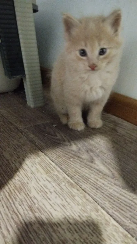 Котята пристраиваются — фото 1