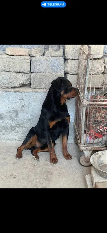 Вийаскага ротвейлер — фото 1