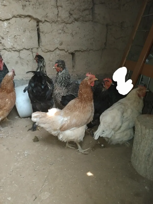 Jaydari tovuq 3 Jaydari tovuq 3