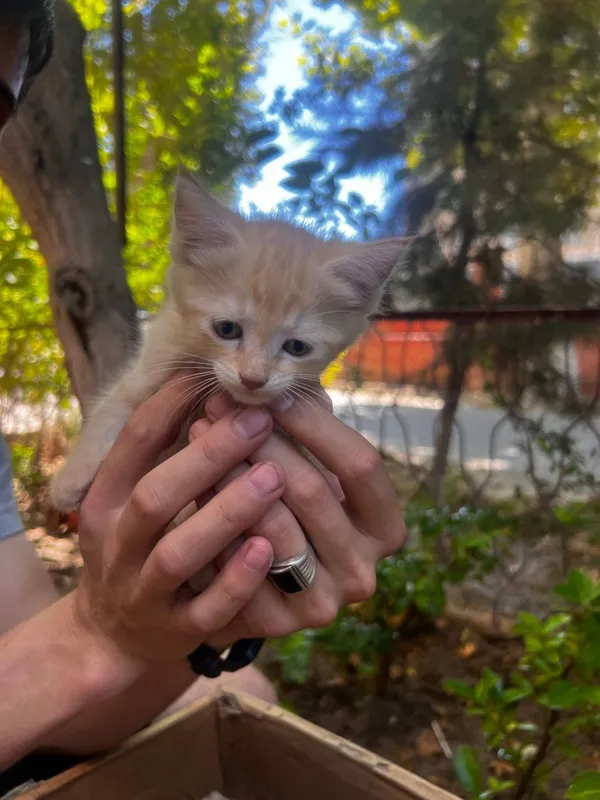 Котята в добрые руки 7 Котята в добрые руки 7