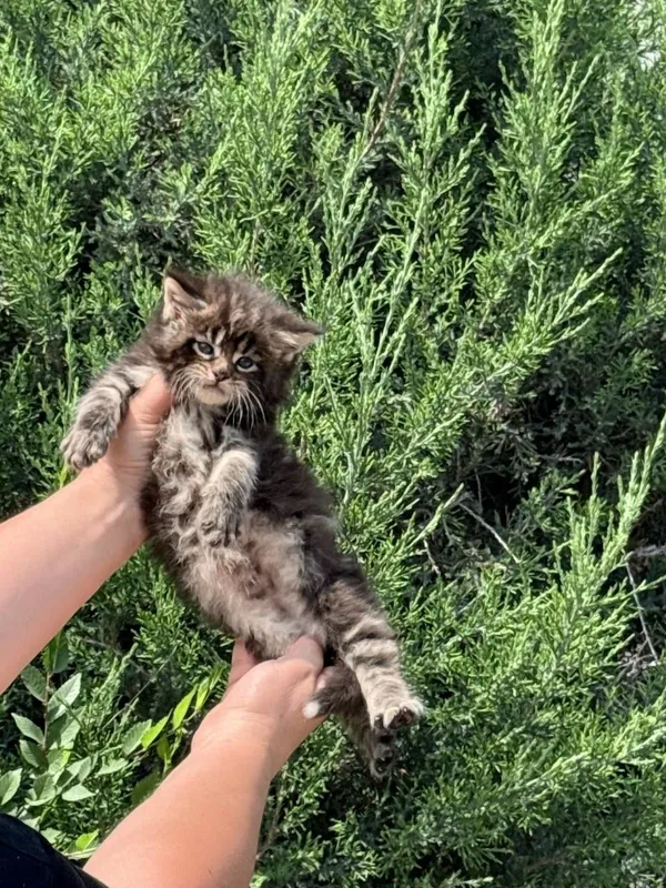 Котята породы мейнкун — фото 4