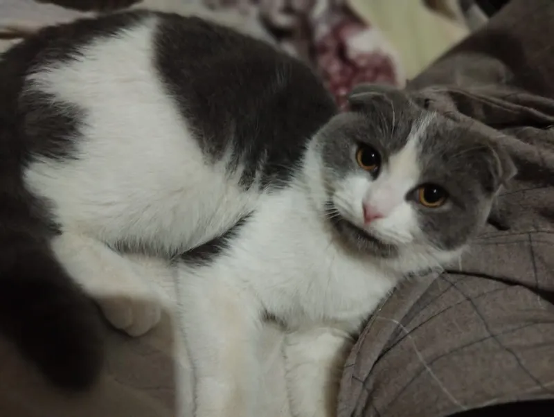 Scottish fold mushugi