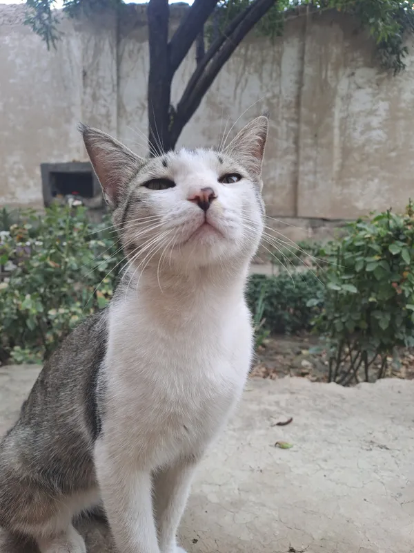 Домашний кот 3