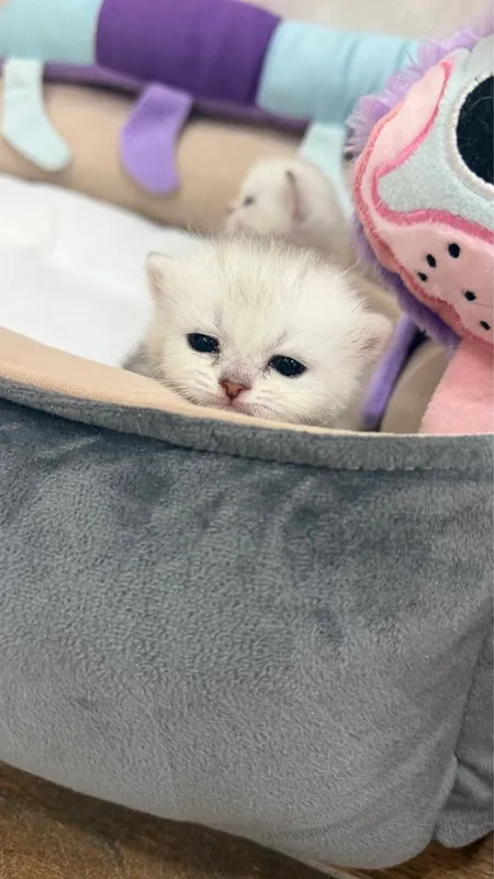 Котята Британской шиншилы 2