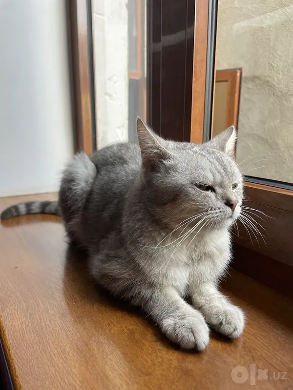 Британская короткошёрстная кошка 3 Британская короткошёрстная кошка 3