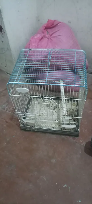 Qush ini sotiladi