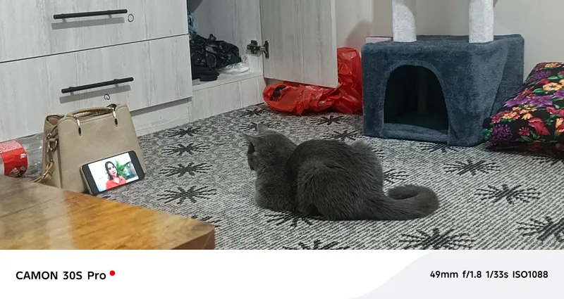 Скоттиш фолд
5-месячная девочка 5 Скоттиш фолд
5-месячная девочка 5