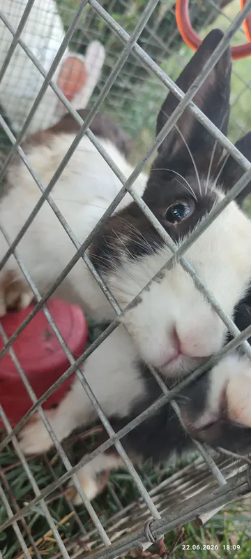 Quyon sotiladi,bitta erkegi ikkita ayoli(qornida bolasii bor) tug'ada 3