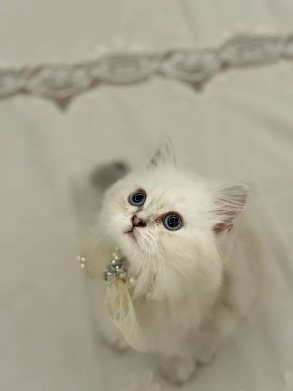 mushuk