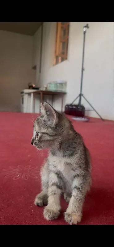 Pishikla hadiyaga bariladi 2 Pishikla hadiyaga bariladi 2