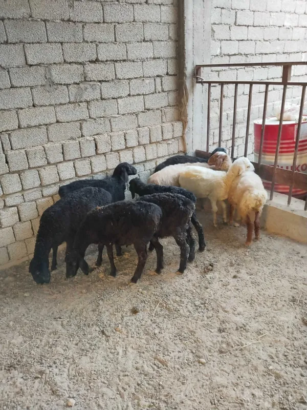 Qoy, койлар совлик козилар 4 Qoy, койлар совлик козилар 4